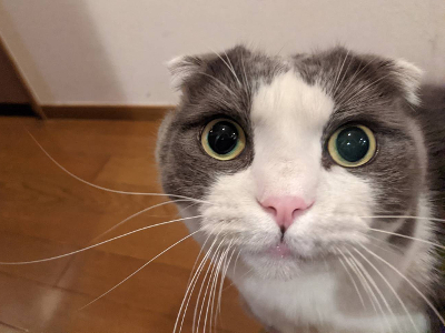 ☆金沢区 スコティッシュの空君、なつ君、メインクーンのねねちゃん☆金沢区のキャットシッター☆