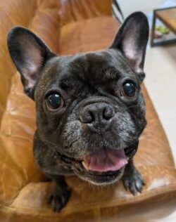 ☆いつも元気いっぱい金沢区のフレンチ・ブルドッグ ばん君☆金沢区・栄区・磯子区・港南区のペットシッターとお散歩代行☆