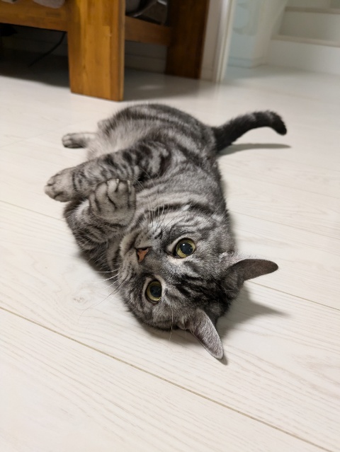 ☆金沢区のアメリカンショートヘアーのごてん君☆金沢区・栄区・港南区のペットシッター・キャットシッター☆