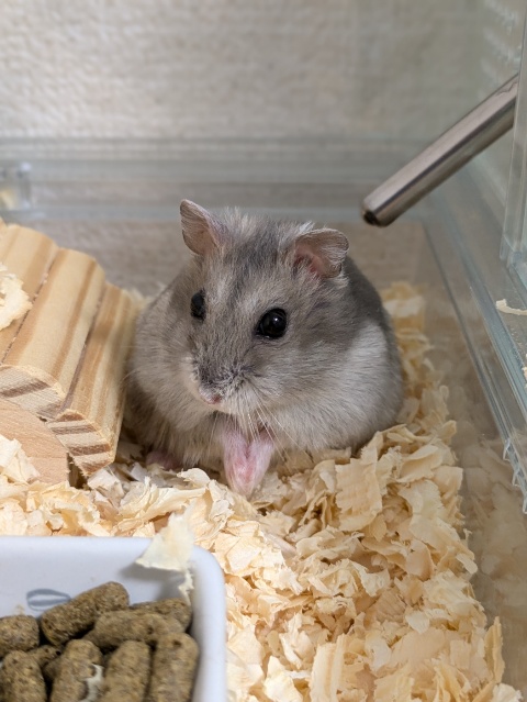 ♪金沢区のジャンガリアンハムスターのしおちゃん♪金沢区・栄区・磯子区・港南区のペットシッター♪