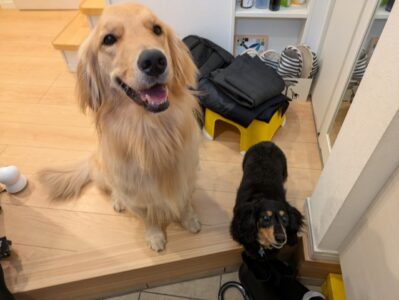 ☆港南区のゴールデン・レトリーバーのマロンちゃん、ミニチュアダックスのナナちゃん☆港南区・栄区・金沢区のペットシッター お散歩代行☆