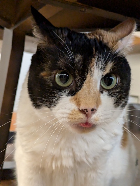 ☆金沢区の茶子ちゃん♪☆金沢区・栄区・港南区・磯子区のキャットシッター・ペットシッター☆