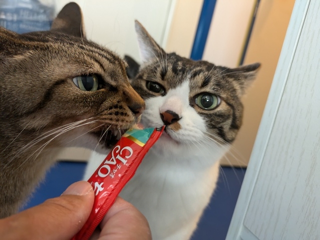 ☘金沢区のしのぶ君、しめじ君☘金沢区・栄区・港南区・磯子区のキャットシッター・ペットシッター☆