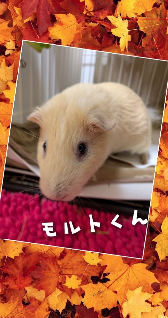 ☆モルモットもモルト君☆横浜市・金沢区・栄区・港南区・磯子区のペットシッター