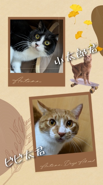 ♪栄区の小太郎君とビビ太君♪横浜市・栄区・港南区・金沢区のペットシッター・キャットシッター