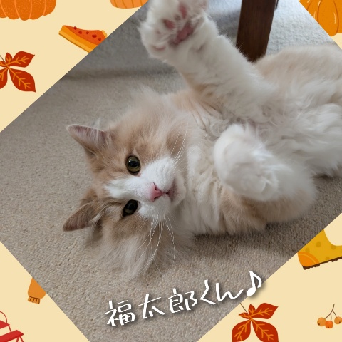 ♪ノルウェージャンフォレストキャットの福太郎君♪横浜市・金沢区・栄区・港南区・磯子区のペットシッター