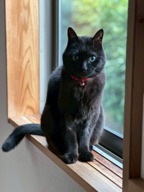 先日の輸血ドナー猫お願いについて