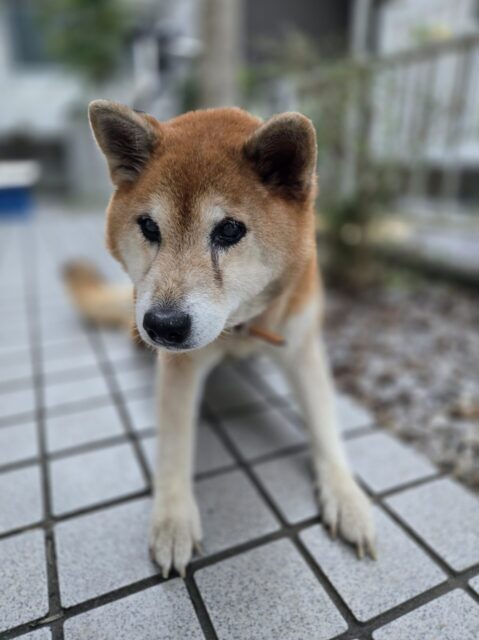 宮崎市すずちゃん&はるくんのお世話レポート🐶