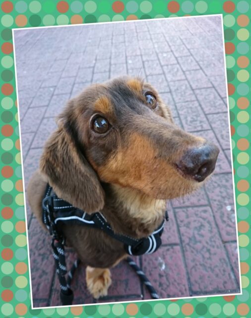 ☆金沢区 ミニチュアダックスの若君☆横浜市 犬のお世話 ペットシッター☆