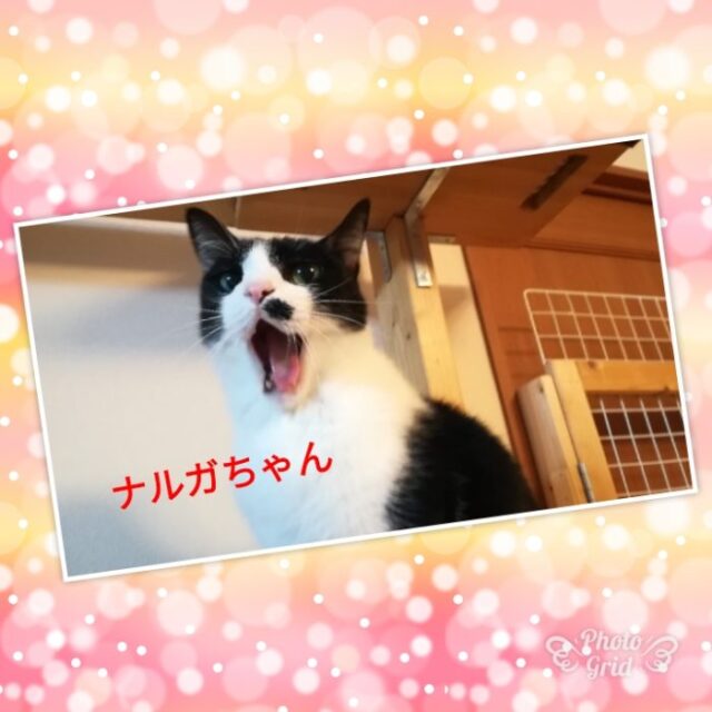 ☆金沢区 ナルガちゃん ティガ君☆横浜市 金沢区 磯子区 港南区 栄区 猫のお世話 ペットシッター