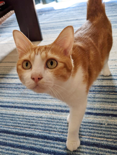 ☆金沢区のもりすけ君、てつろう君、あおい君☆横浜市 金沢区 ペットシッター うさぎ 猫のお世話☆