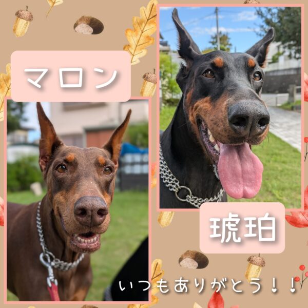 ☆金沢区 ドーベルマンのマロンさんと琥珀さん☆横浜・金沢区・栄区・港南区のペットシッター・ドッグシッター・お散歩代行