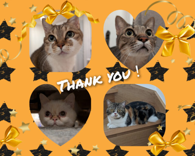 🐱磯子区のたろいも君、ぽてとちゃん、さといもちゃん、とろろ君🐱横浜市金沢区・栄区・港南区・磯子区のペットシッター