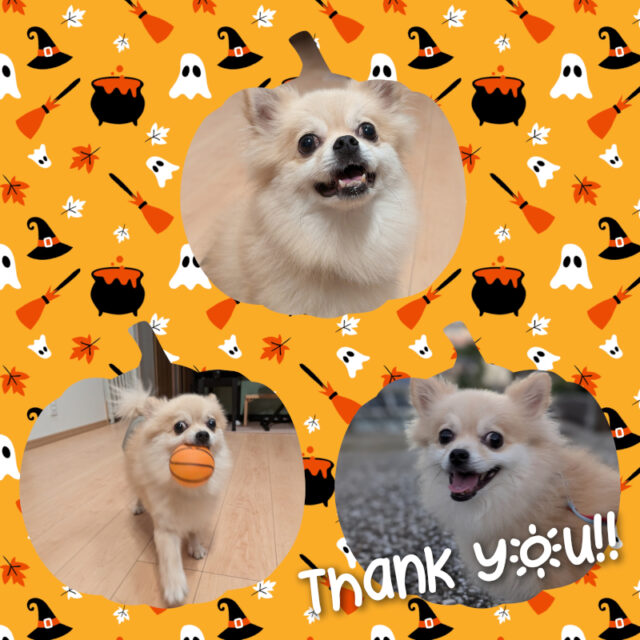 🐕️金沢区 ポメチワのごんた君🐕️横浜市金沢区・栄区・港南区・磯子区のペットシッター・ドッグシッター・お散歩代行