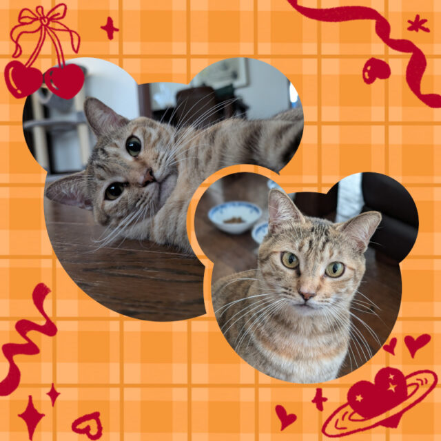 🐱金沢区のちゃみちゃん🐱横浜市・栄区・金沢区・磯子区・港南区のペットシッター・キャットシッター