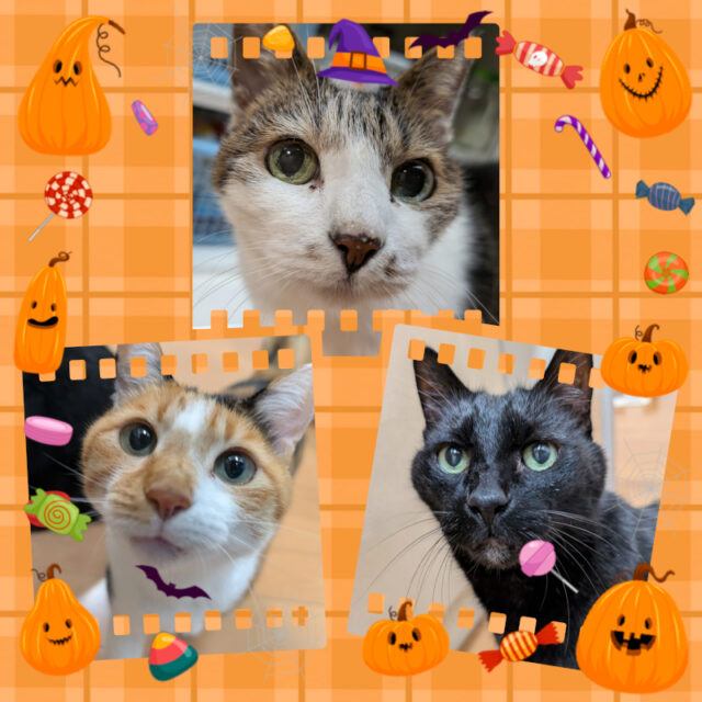 🐱金沢区の猫ちゃん はなちゃん、らん君、みちちゃん🐱横浜市金沢区・栄区・港南区・磯子区のペットシッター・キャットシッター