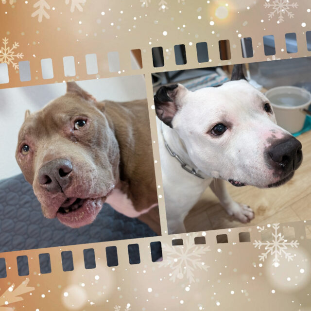 ☆金沢区のアメリカンピッドブルテリアのデニーロ君とマヒナちゃん☆横浜市金沢区・港南区・栄区・磯子区のペットシッター・ドッグウォーカー☆