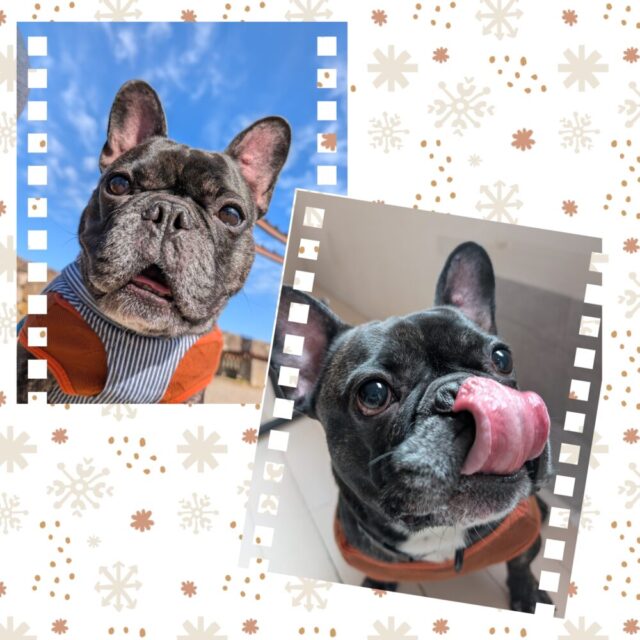 ☆横浜市金沢区 フレンチブルドッグのばん君☆横浜市金沢区・栄区・磯子区・港南区のペットシッター・ドッグウォーカー☆