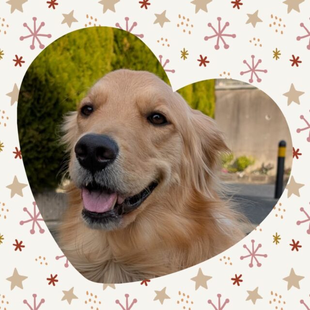 ☆横浜市港南区ゴールデンレトリーバーのマロンちゃん☆栄区・港南区・金沢区・磯子区のペットシッター・ドッグウォーカー・お散歩代行