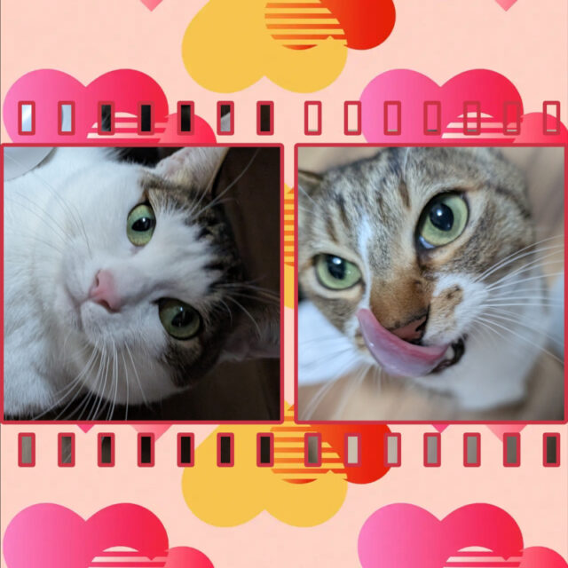 🐾金沢区のにゃんこ ましろちゃんとこはく君🐾横浜市金沢区・栄区・港南区・磯子区・横須賀市のペットシッター