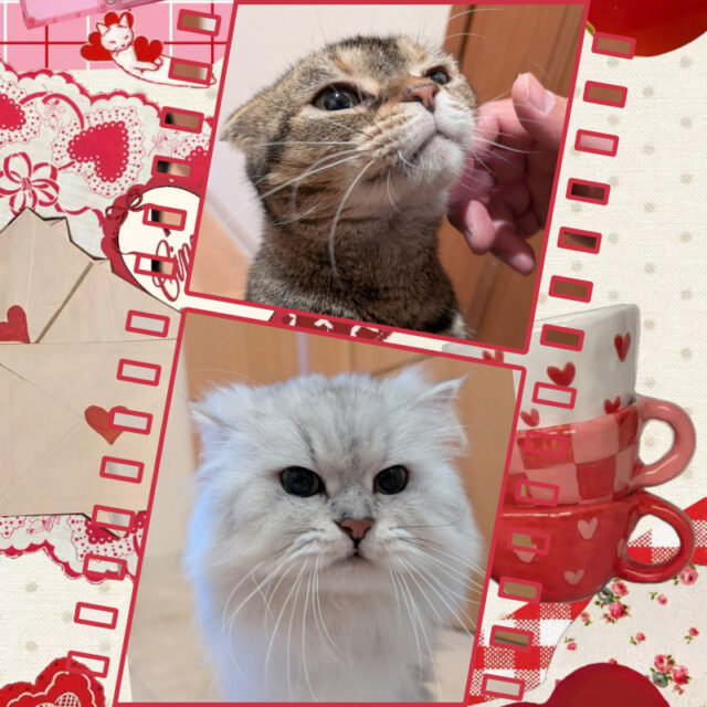 🐾金沢区の猫ちゃん ももちゃんとモチ君🐾横浜市金沢区・栄区・港南区・磯子区のペットシッター・キャットシッター