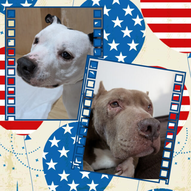 🐾横浜市金沢区アメリカンピッドブルのデニーロ君とマヒナちゃん🐾横浜市金沢区・栄区・港南区・磯子区・横須賀市のペットシッター・ドッグシッター・お散歩代行