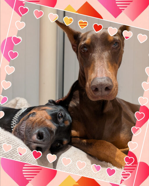 🐾金沢区 ドーベルマンのマロンさんと琥珀さん🐾横浜市金沢区・栄区・港南区・磯子区・横須賀市のペットシッター・ドッグシッター・お散歩代行