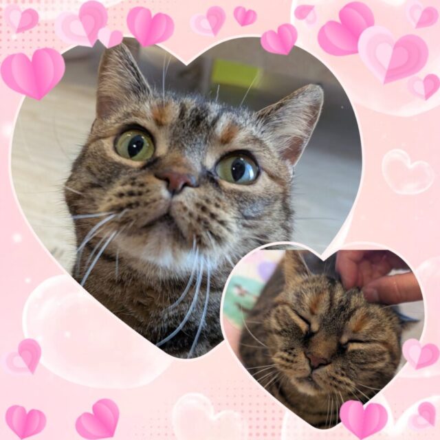 🐾金沢区のにゃんこ なごみちゃん🐾横浜市金沢区・栄区・港南区・磯子区・横須賀市のペットシッター・キャットシッター