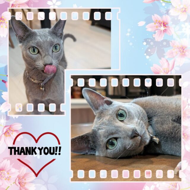 🐾金沢区 ロシアンブルーのリタ君🐾横浜市金沢区・栄区・港南区・磯子区・横須賀市のペットシッター・キャットシッター