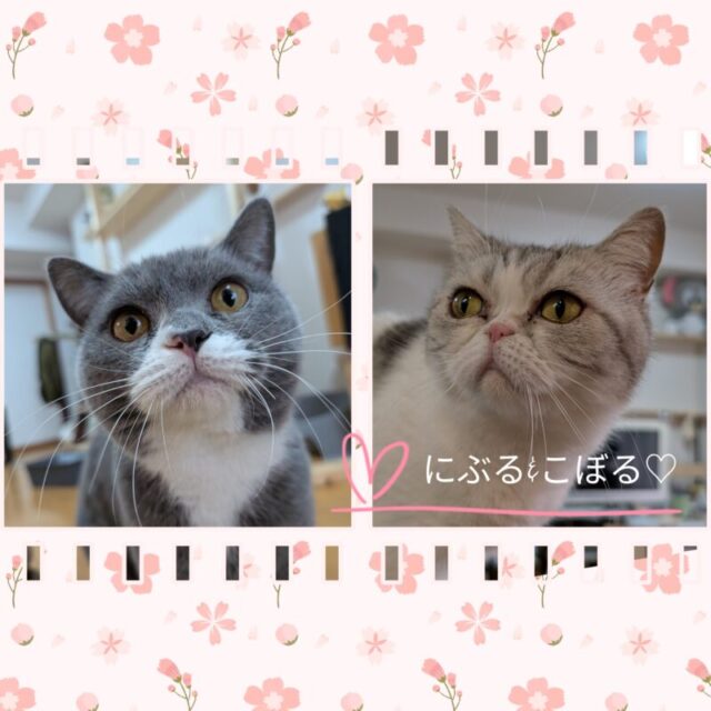 🐾金沢区のブリティッシュショートヘアのにぶる君とエキゾチックのこぼるちゃん🐾横浜市金沢区・栄区・港南区・磯子区・横須賀市のペットシッター