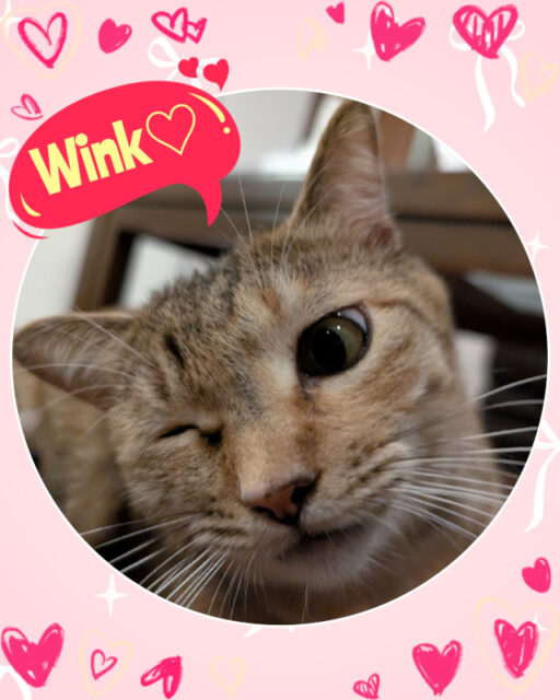 🐾金沢区のチャミちゃん🐾横浜市金沢区・栄区・港南区・磯子区・横須賀市のペットシッター・キャットシッター