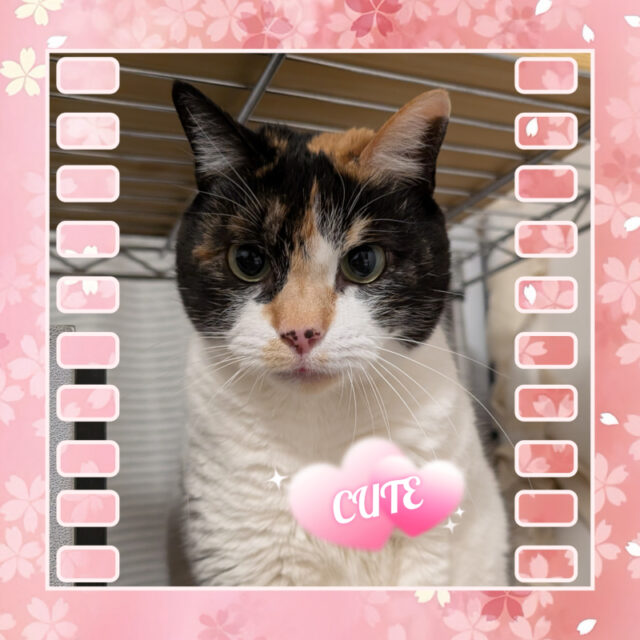 🐾金沢区の茶子ちゃん🐾横浜市金沢区・栄区・港南区・磯子区・横須賀市のペットシッター・キャットシッター