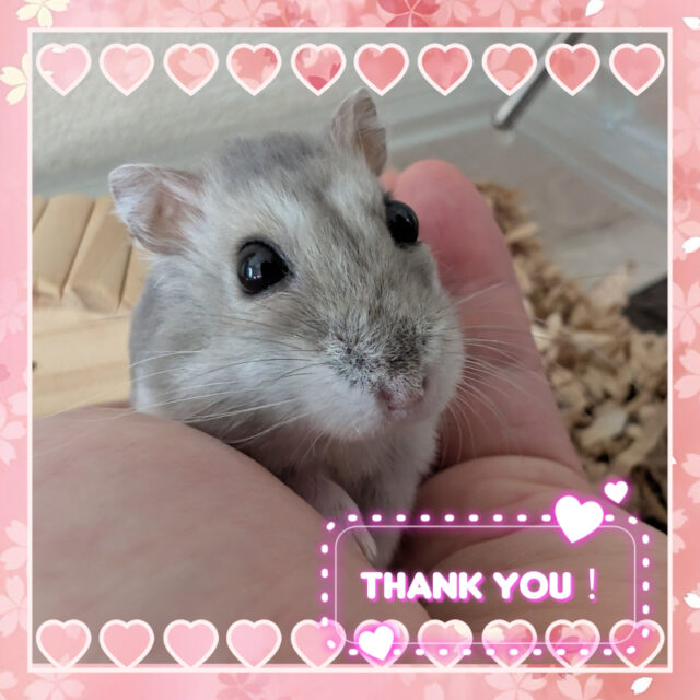 🐹金沢区のハムスター しおちゃん🐹横浜市金沢区・栄区・港南区・磯子区・横須賀市のペットシッター・ドッグシッター