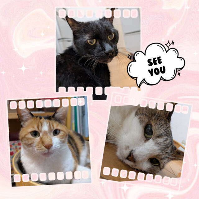 🐾金沢区のはなちゃん・らん君・みちちゃん🐾横浜市金沢区・栄区・港南区・磯子区・横須賀市のペットシッター・キャットシッター