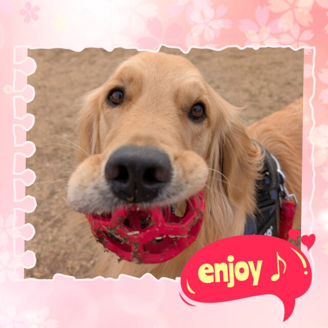 🐾港南区 ゴールデンレトリーバーのマロンちゃん🐾横浜市港南区・栄区・金沢区・磯子区・横須賀市のペットシッター・ドッグシッター・ドッグウォーカー