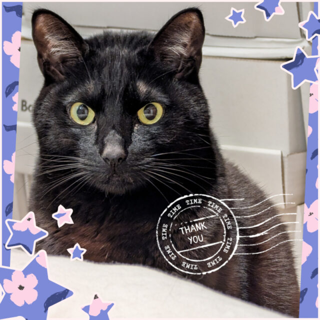 🐾金沢区の猫ちゃん こんぶ君🐾横浜市金沢区・栄区・磯子区・港南区・横須賀市のペットシッター・キャットシッター