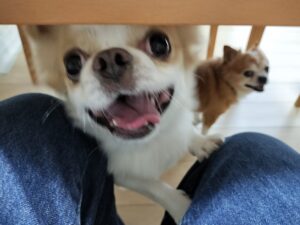 チワワのゆず君とれん君ー杉戸町で動物病院送迎のご依頼