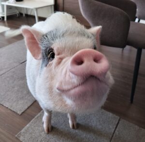 マイクロブタのとまとちゃんー茨城県で初回訪問①