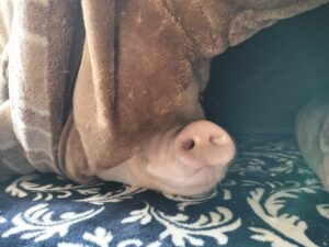 マイクロブタのとまとちゃんー茨城県で初回訪問②