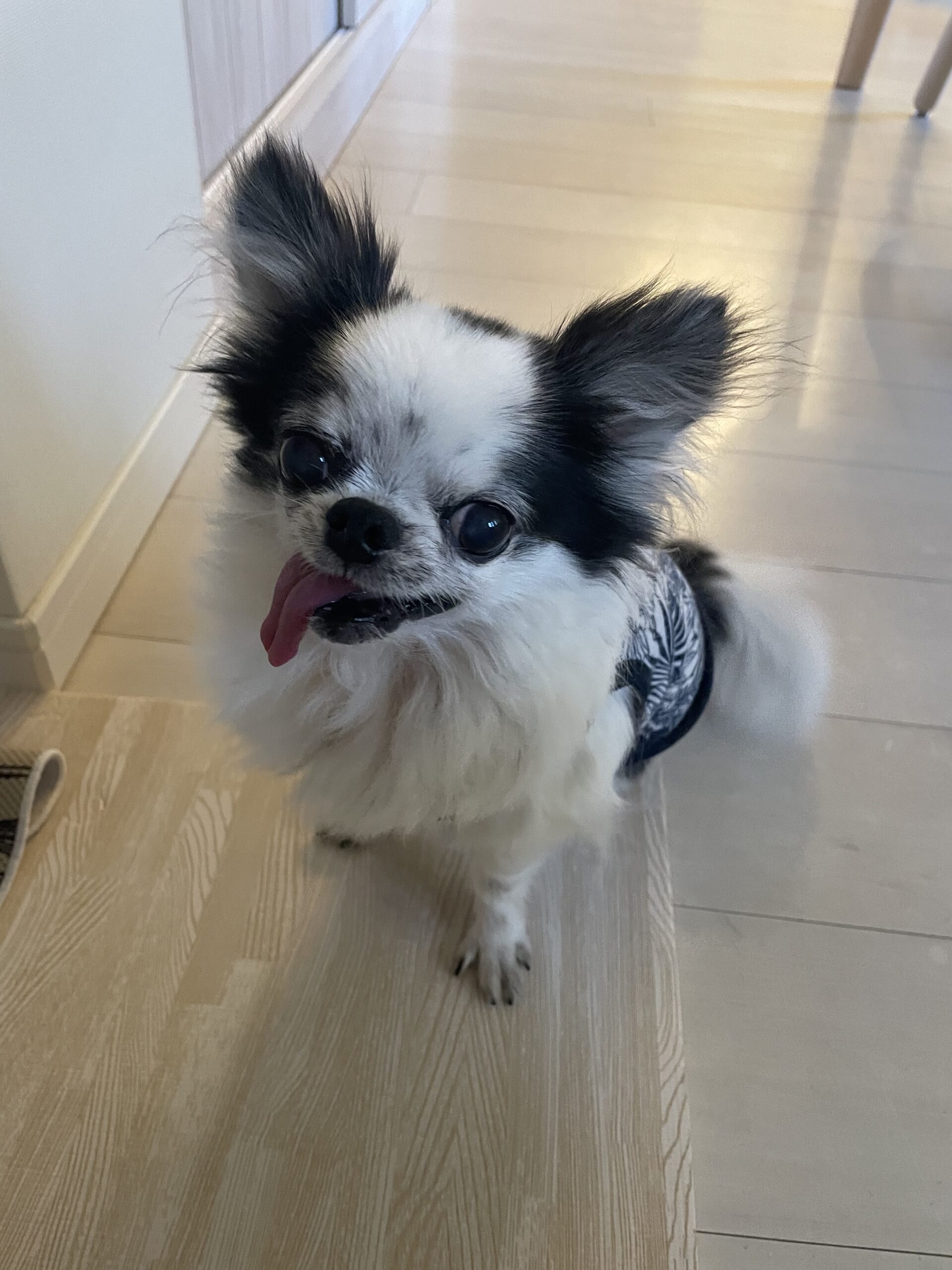 【千葉市・犬】千夏ちゃんのお世話報告