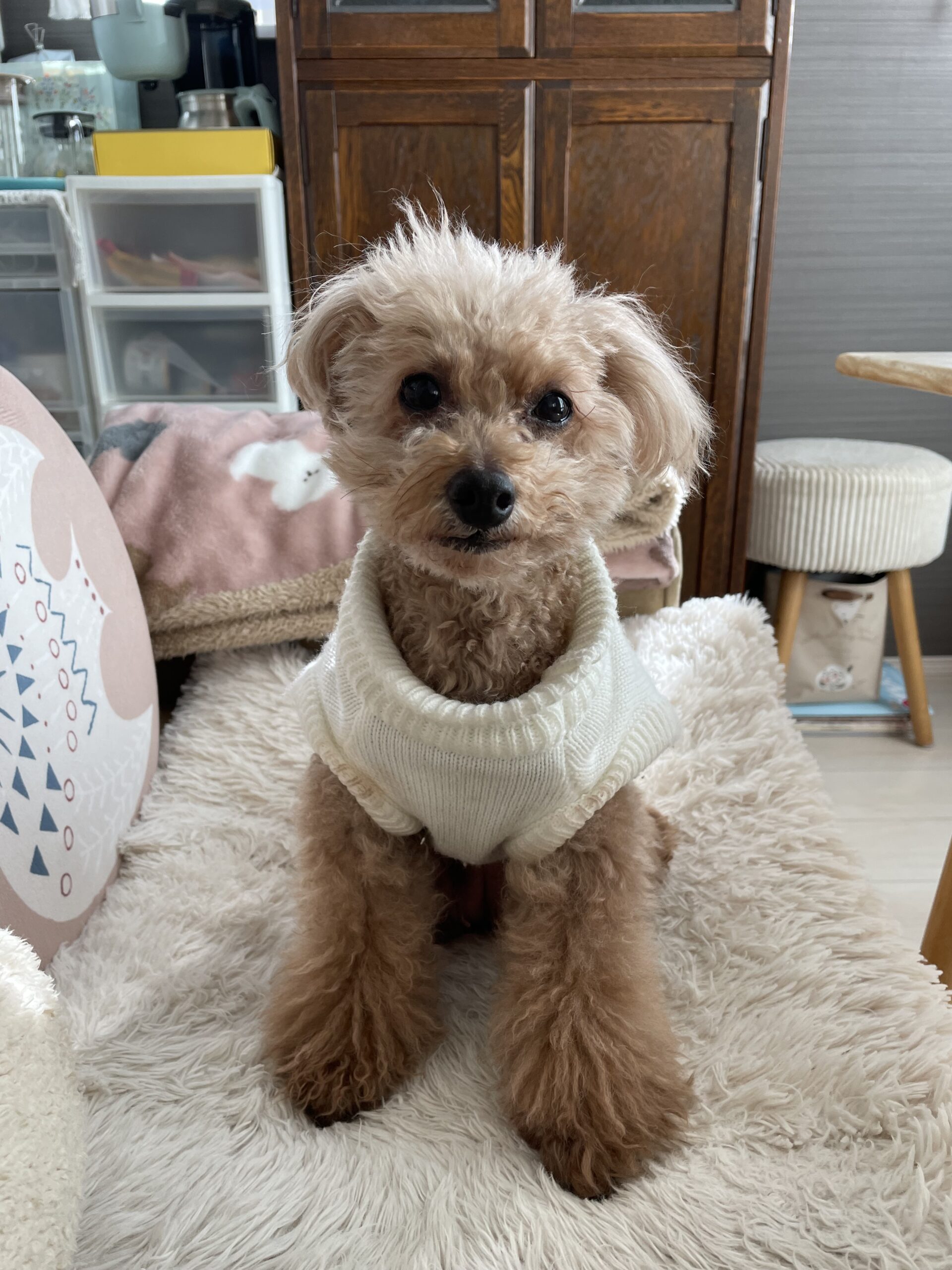 【船橋市・犬】ぷーちゃんのお世話報告