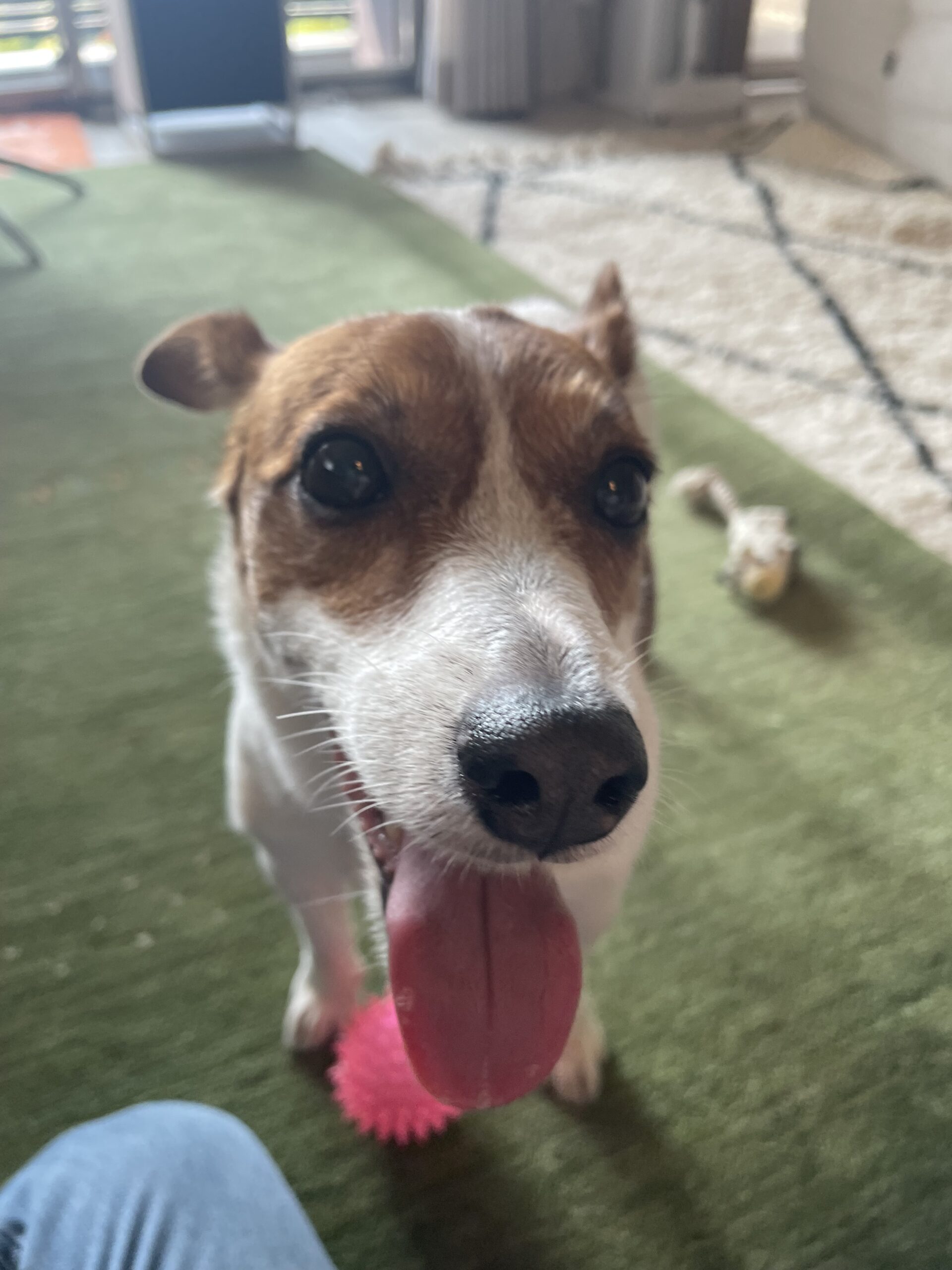 【習志野市・犬】ひめちゃんのお世話報告