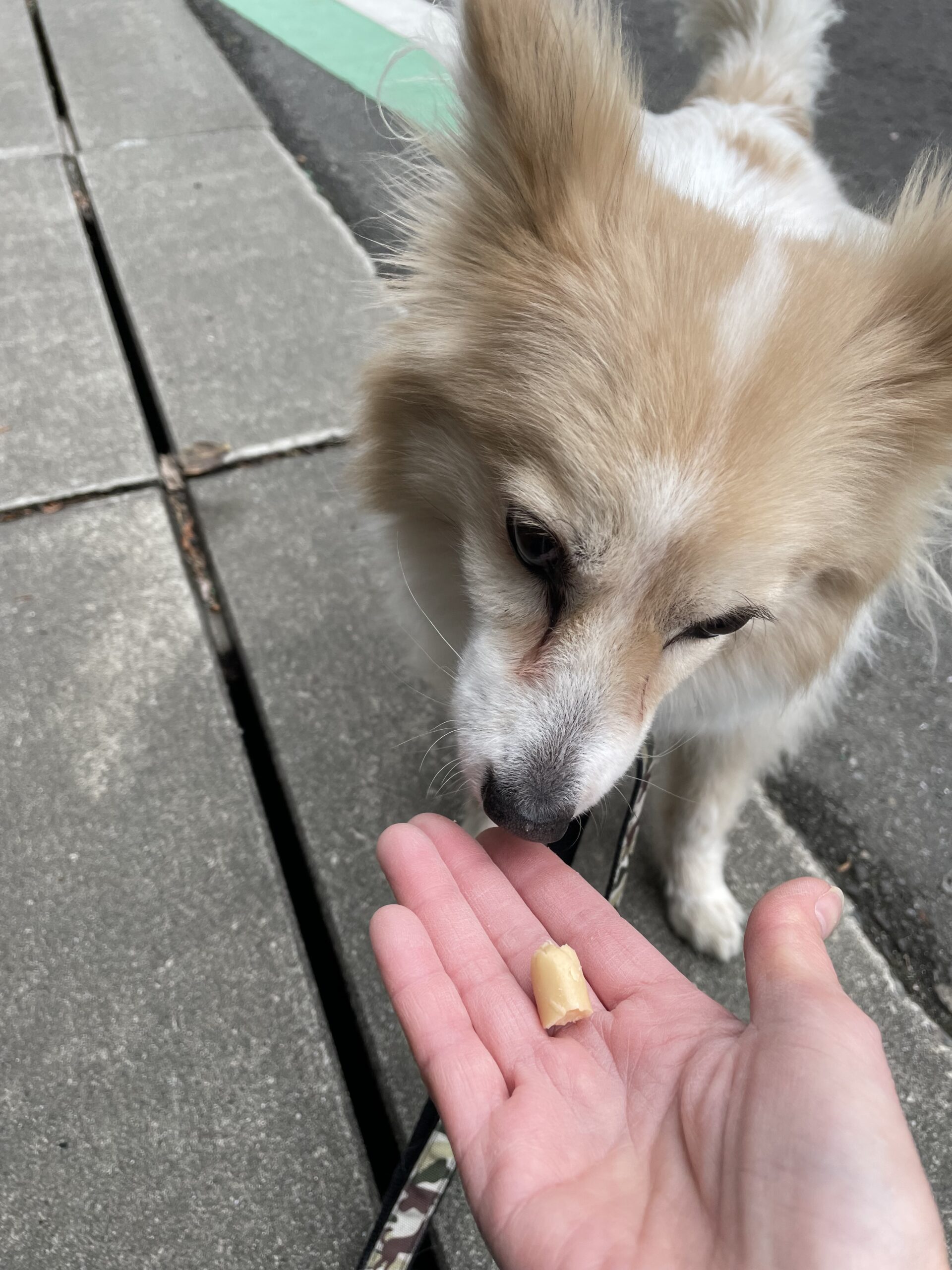 【八千代市・犬、猫】Qooくん、タルトくん、ルナちゃん、ノエルくんのお世話報告