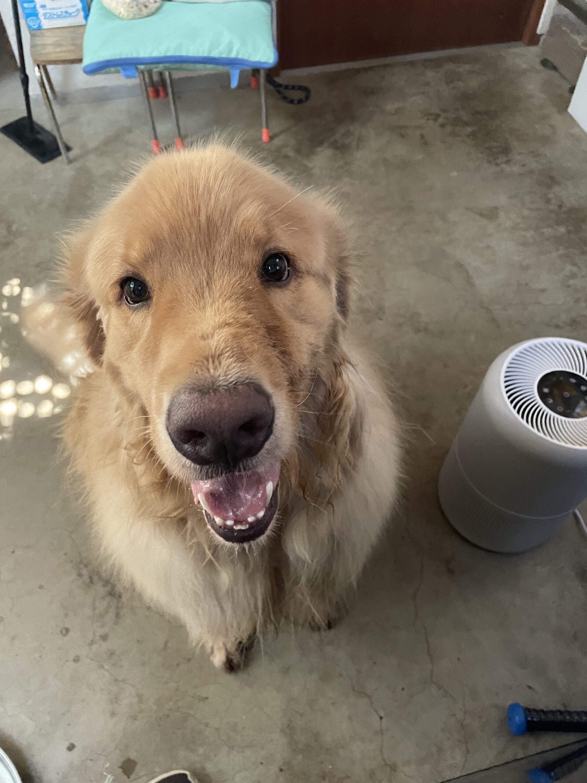 【八千代市・犬、猫、兎】ウーピーくん、ミソくん、おもちくんのお世話報告