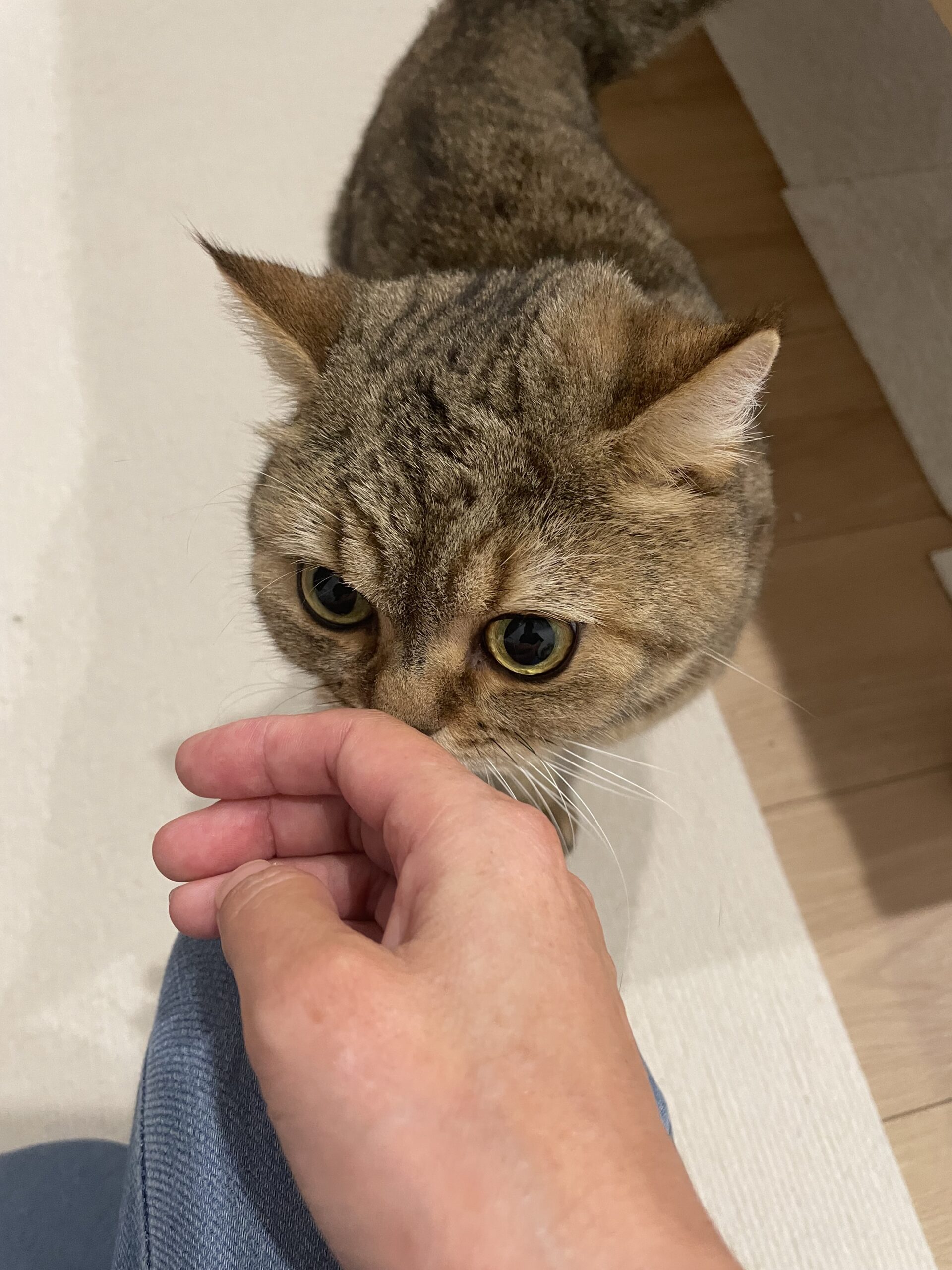 【船橋市・猫】こにしきくんのお世話報告