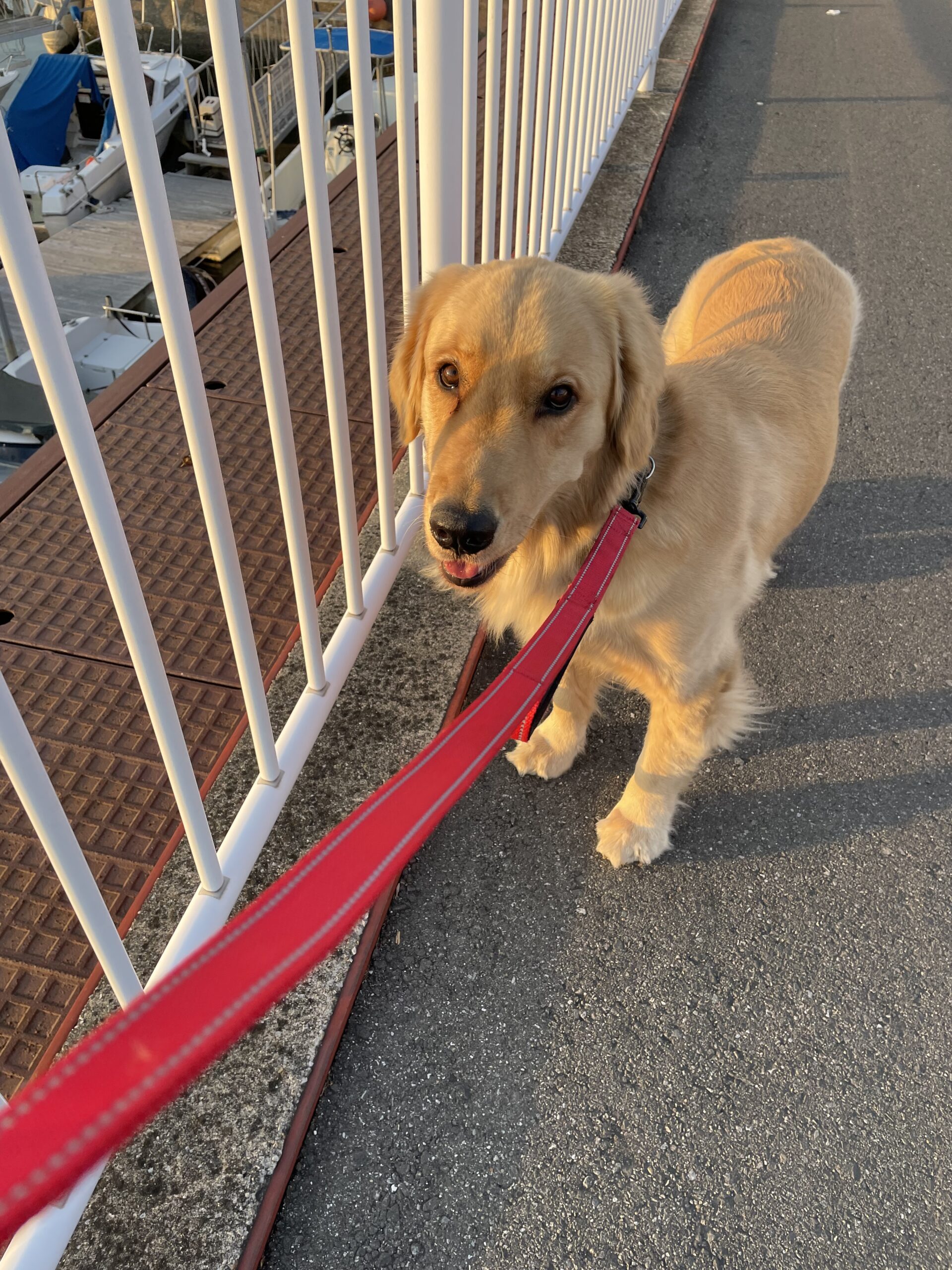 【船橋市・犬】ライくんのお世話報告