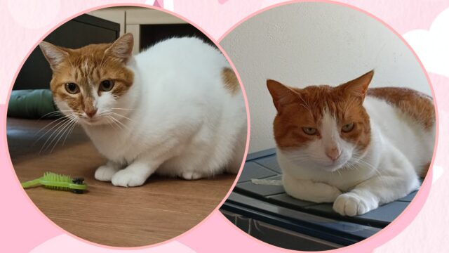 🐾横須賀の可愛いきょうだいリピート