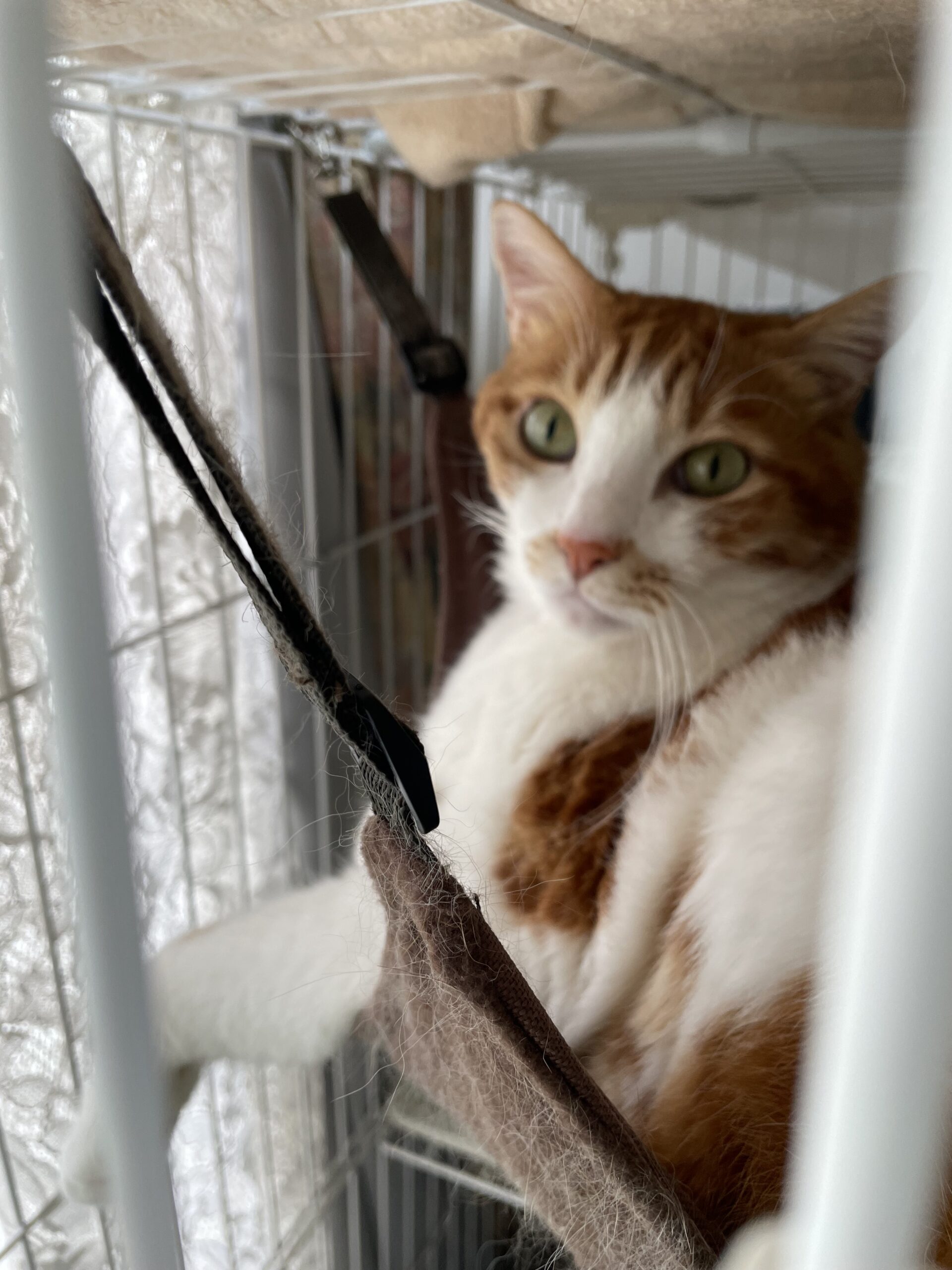 【船橋市・猫】デカプリオくんとアリスちゃんのお世話報告