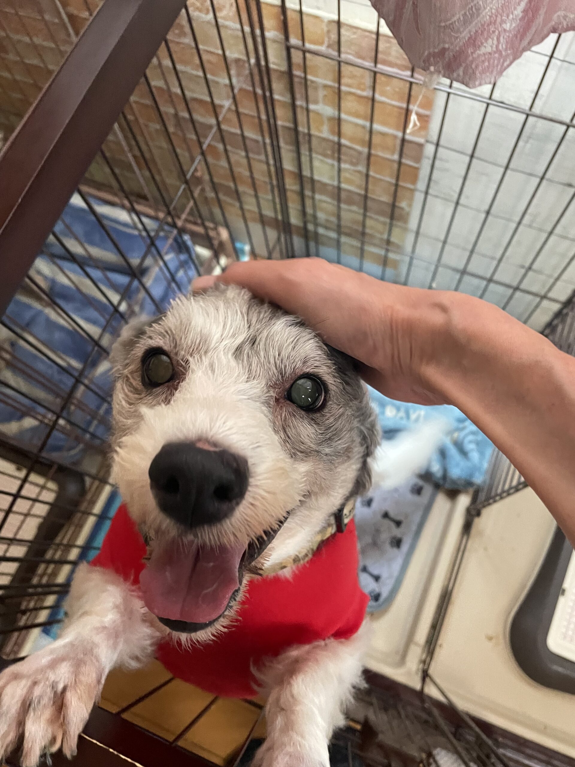 【船橋市・犬】コタロウくん、ハルくん、ムギくん、モカちゃんのお世話報告