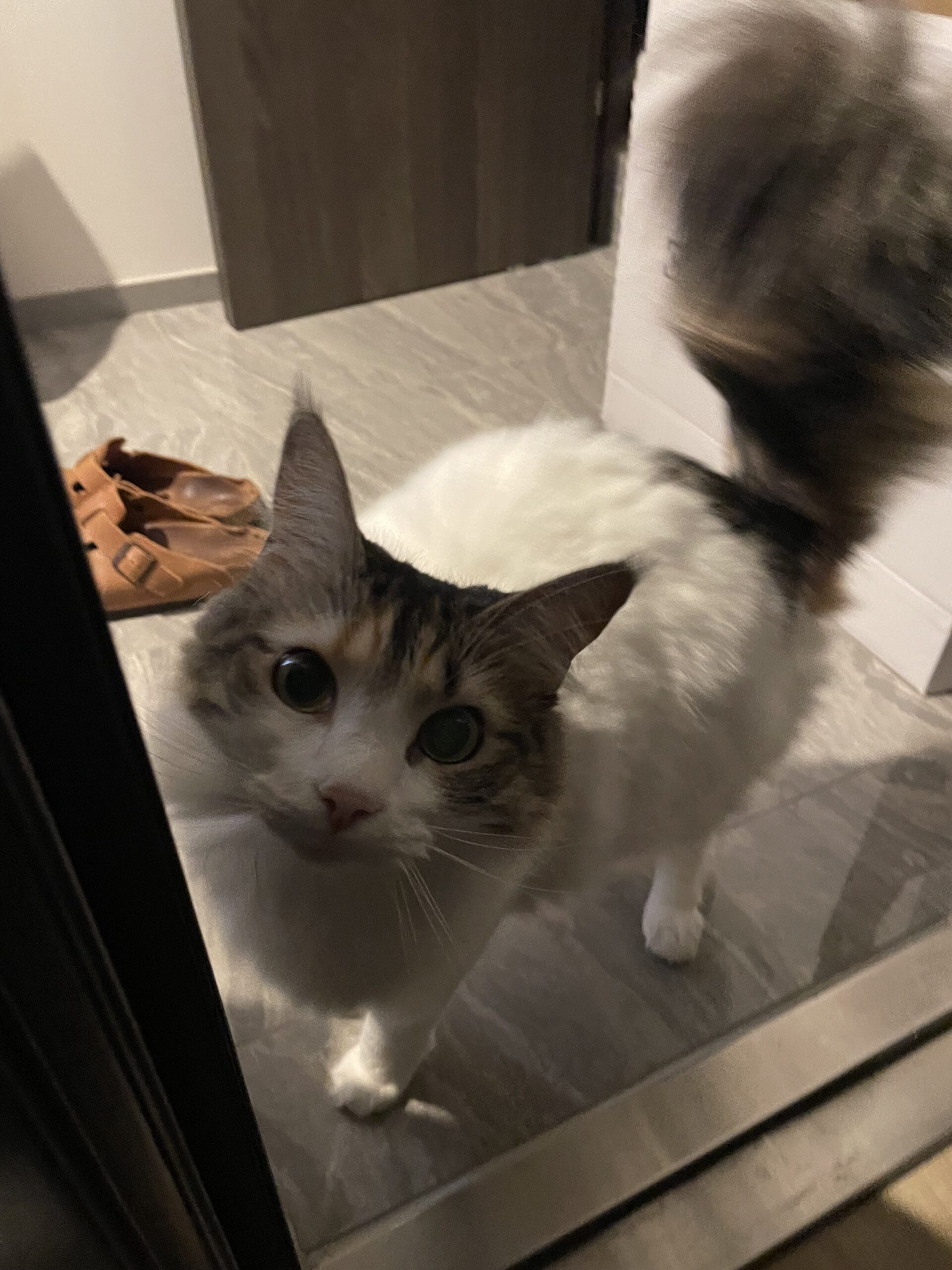 【習志野市・猫】にゃむちゃんのお世話報告